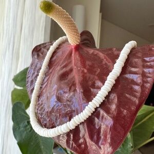 Hawaiian Puka Shells